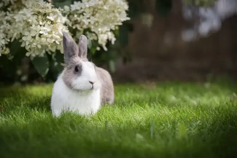 Jaka karma dla królika? Odkryj, co zapewni zdrowie i szczęście