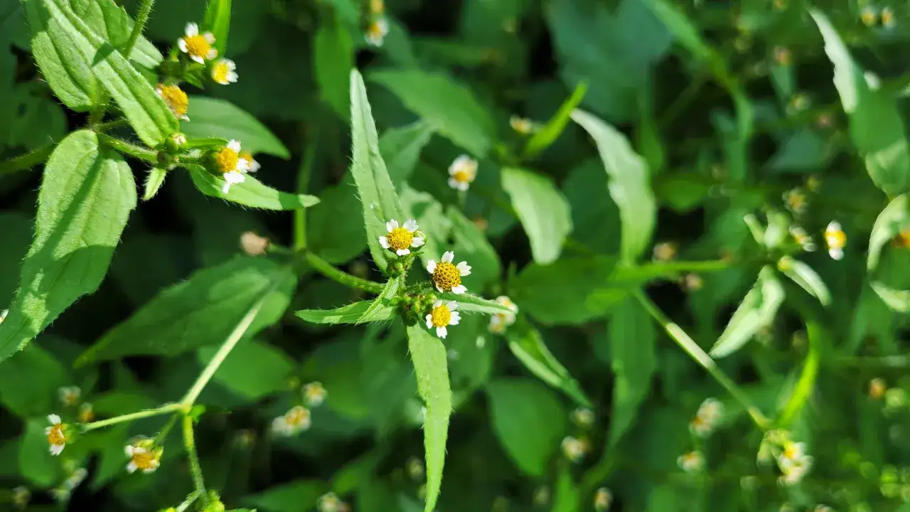 Żółte chwasty polne: Jak rozpoznać i skutecznie zwalczyć?