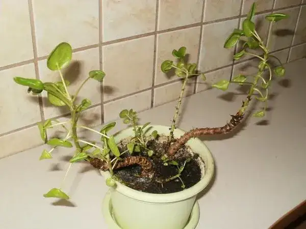 Kwiat pieniążek jak pielęgnować – unikaj najczęstszych błędów w uprawie