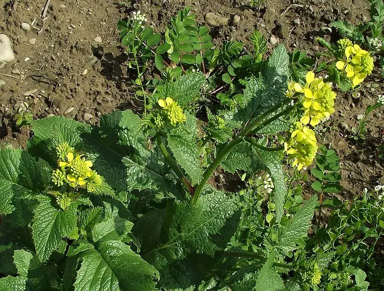 Gorczyca polna (ognicha): Jak rozpoznać i skutecznie zwalczyć?