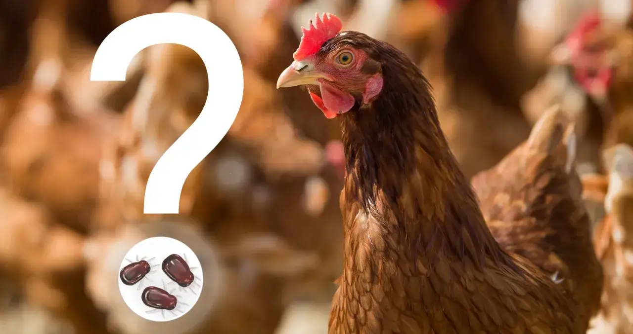 Skuteczne metody odrobaczania kur - chemiczne i naturalne sposoby