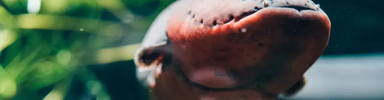 Akwarium Gdyńskie: Czy zapłacisz Bonem Turystycznym? Alternatywy