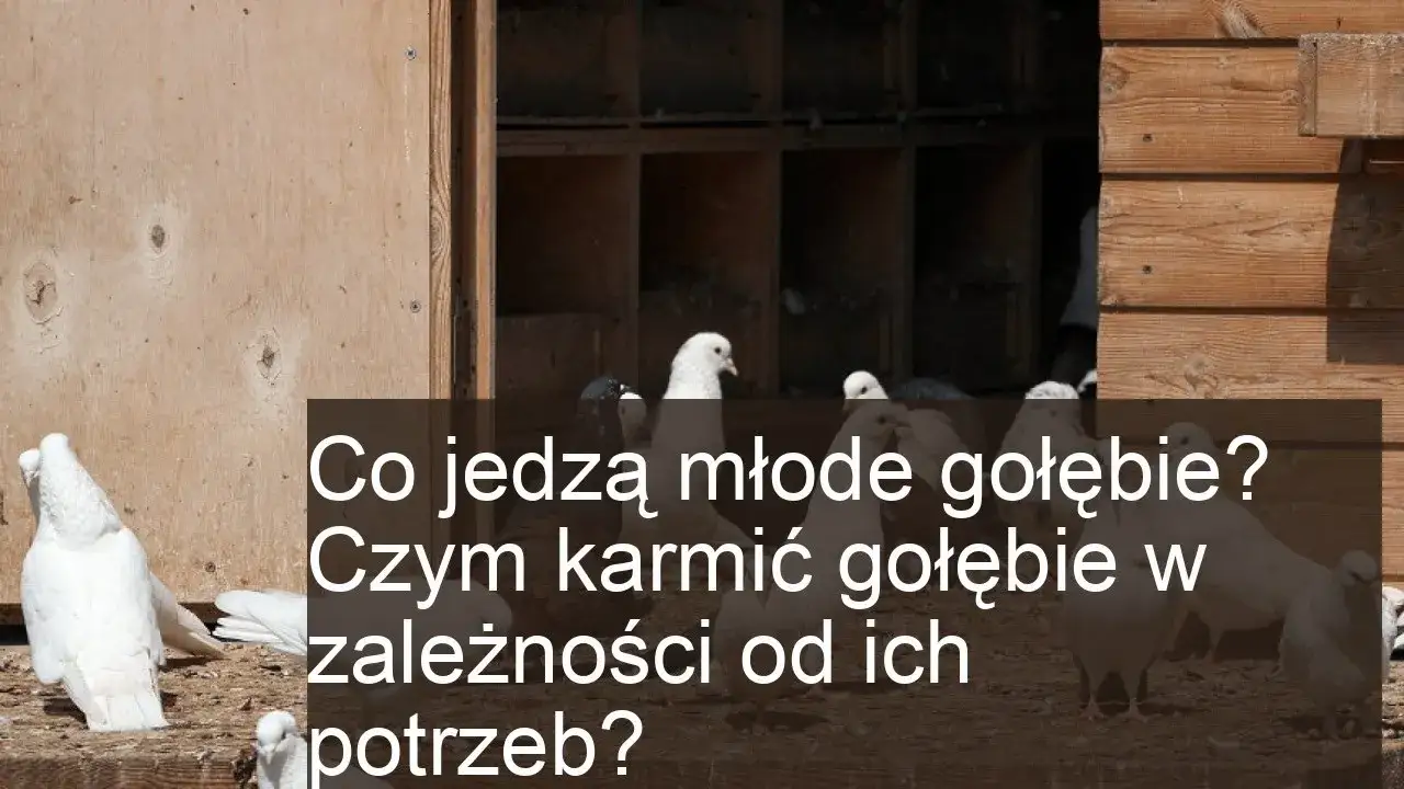 Co jedzą małe gołębie? Kluczowe składniki diety piskląt