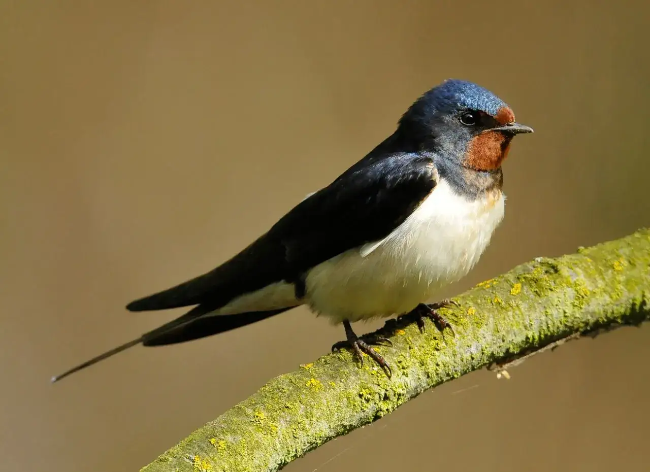 Gdzie zimuje jaskółka dymówka? Odkryj jej tajemnice migracji