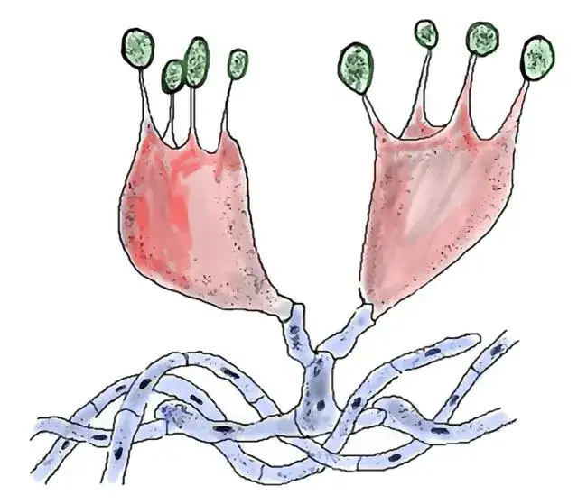 Jak rozmnażają się grzyby? Odkryj fascynujące metody ich rozmnażania
