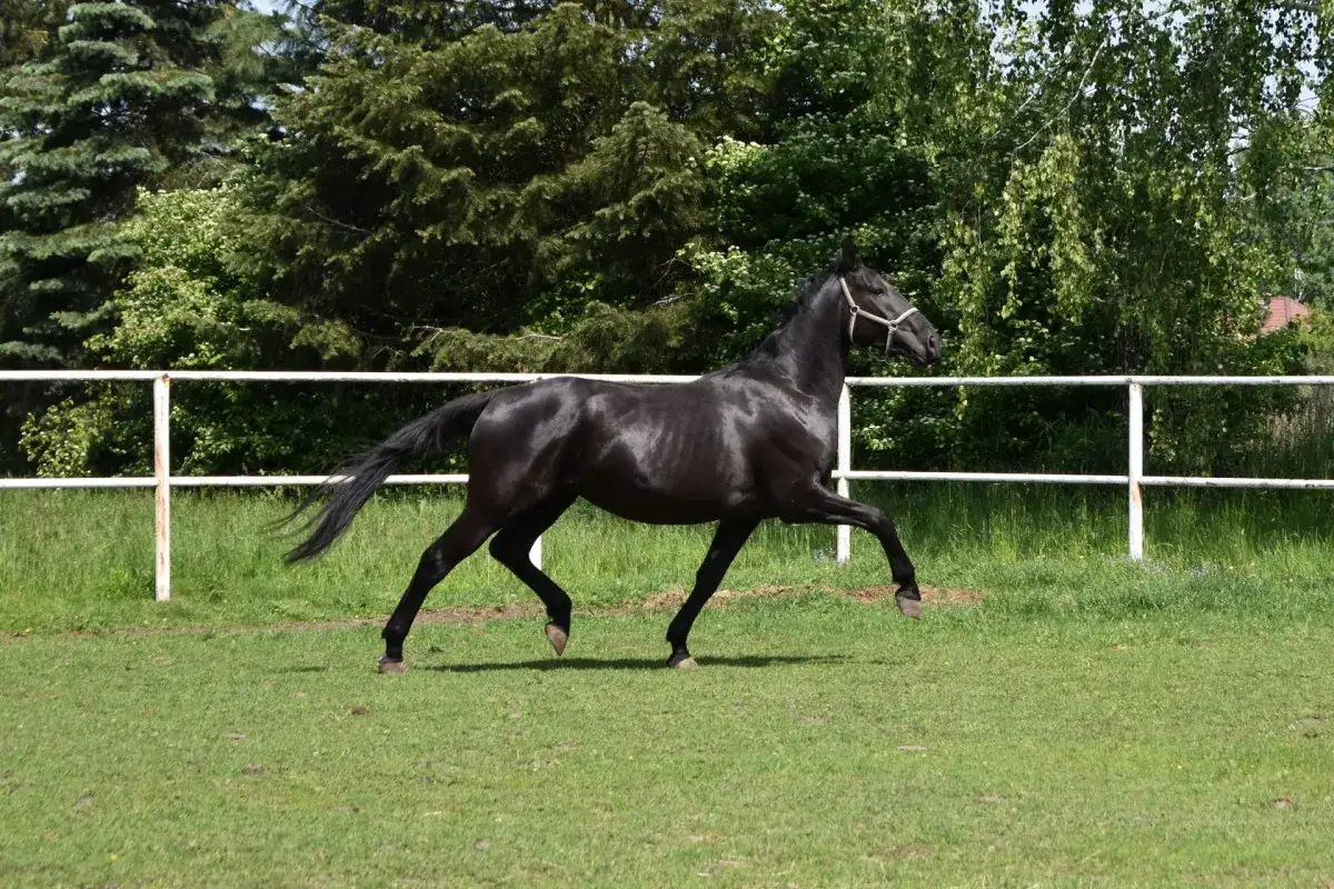 Stadnina koni Opypy - wyjątkowe miejsce dla miłośników jeździectwa