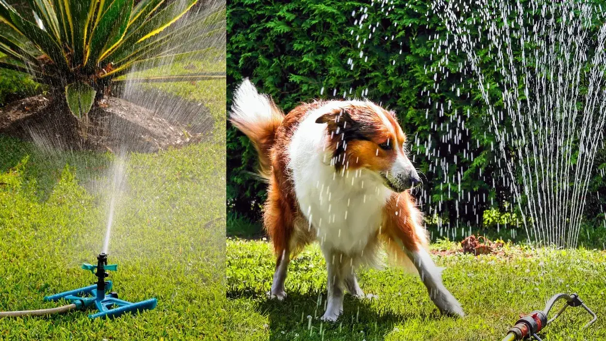 Wybór zraszacza: Ranking marek, parametry i porady ekspertów