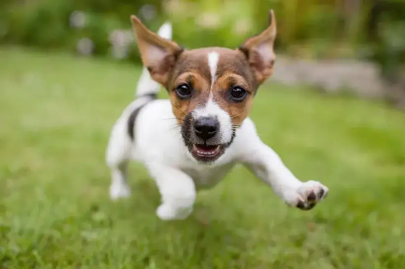 Kiedy szczeniaki zaczynają jeść pokarm stały? Kluczowe informacje dla właścicieli