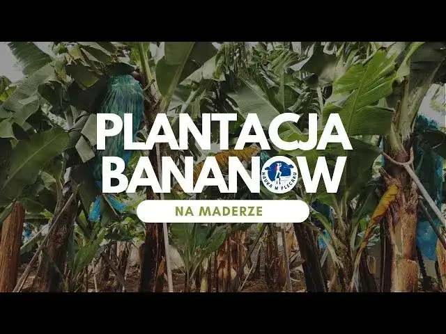 Gdzie rosną banany? Odwiedź plantacje na Kanarach i Maderze!