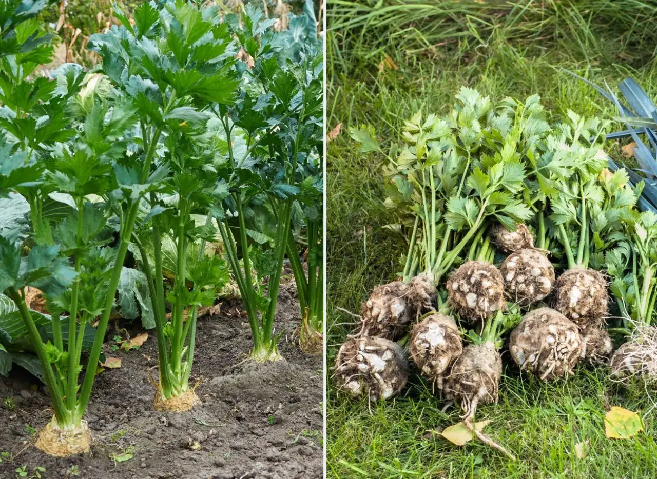 Zimowanie selera w gruncie: czy warto? Poradnik krok po kroku
