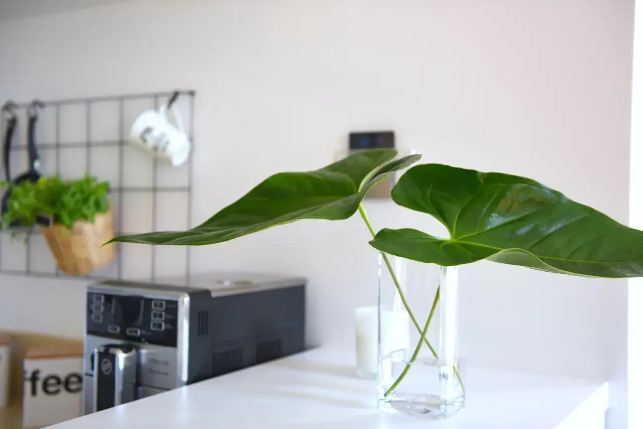 Dwa duże, błyszczące liście do bukietów żywe w szklanym wazonie. W tle ekspres do kawy i koszyk z ziołami.