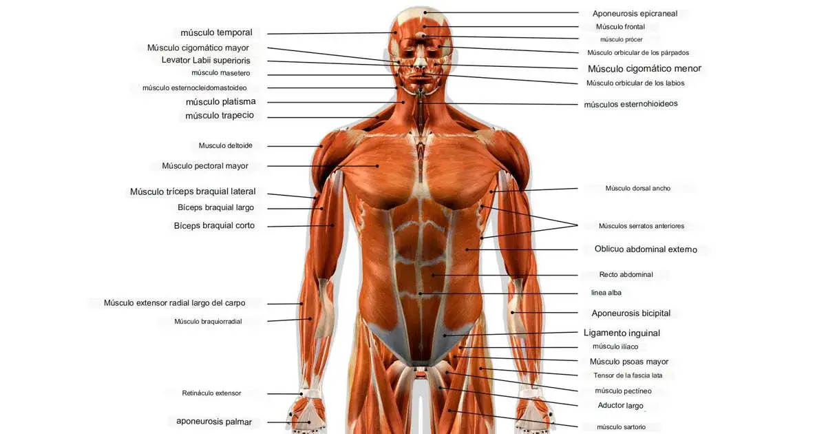 Músculos del cuerpo humano: Tu guía experta para fuerza y salud