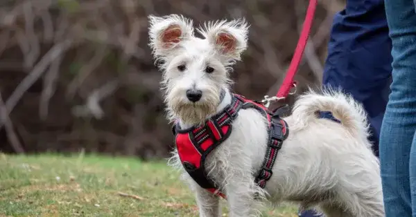 Jakie szelki dla małego psa wybrać, by zapewnić mu komfort?
