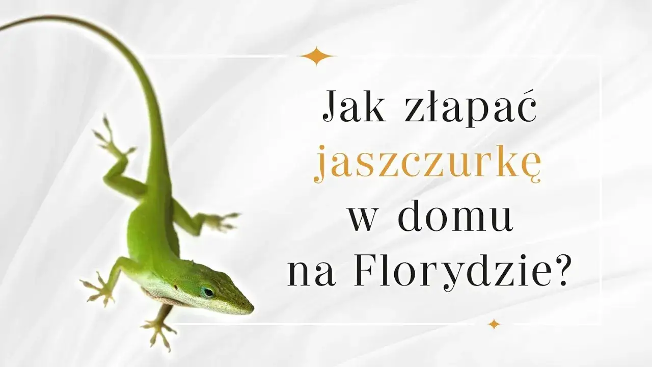 Jak złapać jaszczurkę w domu - bezpieczne sposoby na lizardy