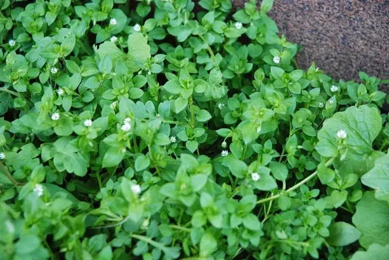 Mokrzyca: Jak Skutecznie Pozbyć Się Uporczywego Chwastu?