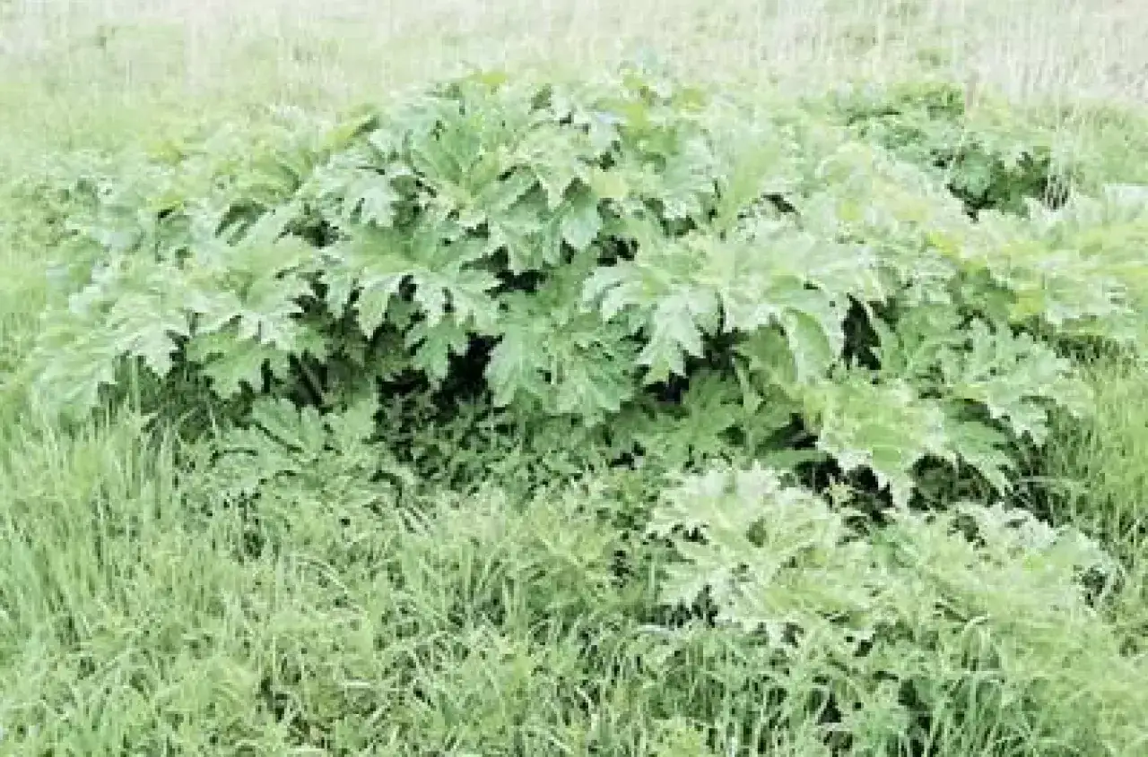 Chwasty selerowate: Rozpoznaj toksyczne i zwalcz bezpiecznie!