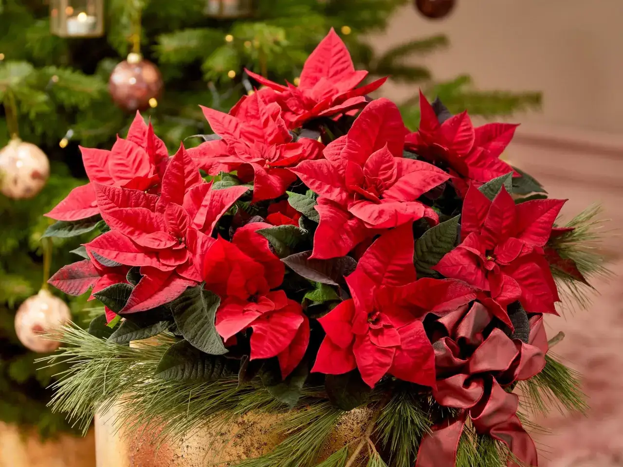 Czy gwiazda betlejemska uczula? Sprawdź ryzyko alergii i objawy