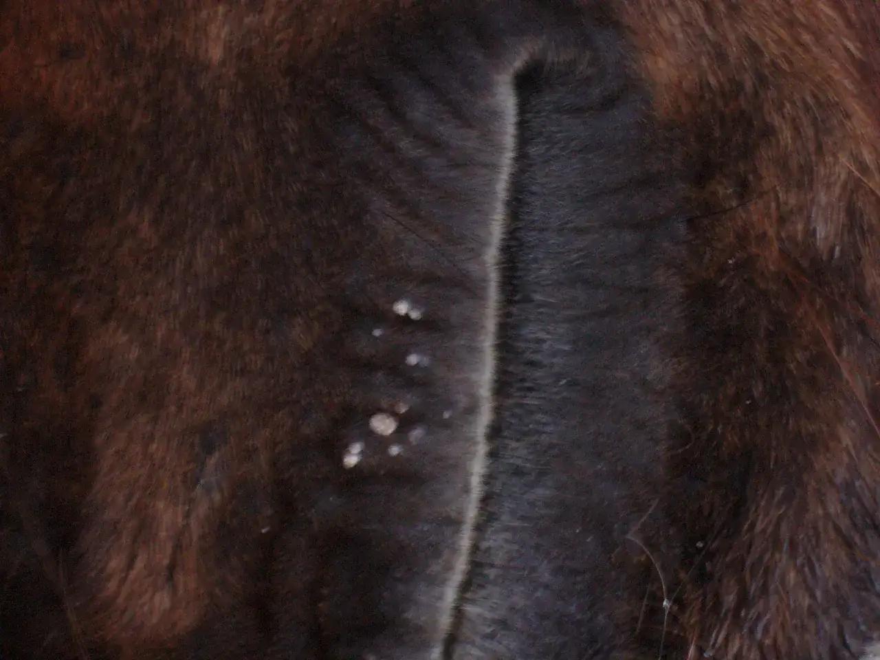 Widoczne są brodawki na ciemnej sierści konia, świadczące o brodawczycy.