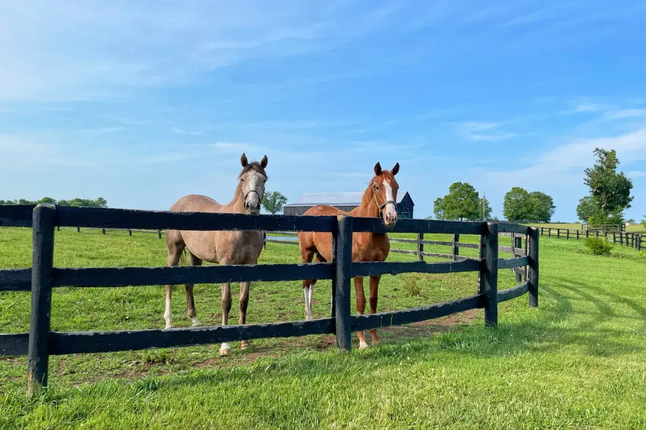 Dwa konie stoją za czarnym, drewnianym ogrodzeniem dla koni na zielonej łące.