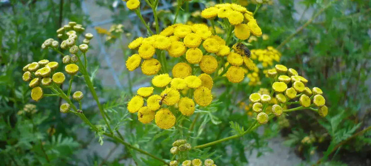 Chwasty o żółtych kwiatach: jak rozpoznać i skutecznie zwalczać?