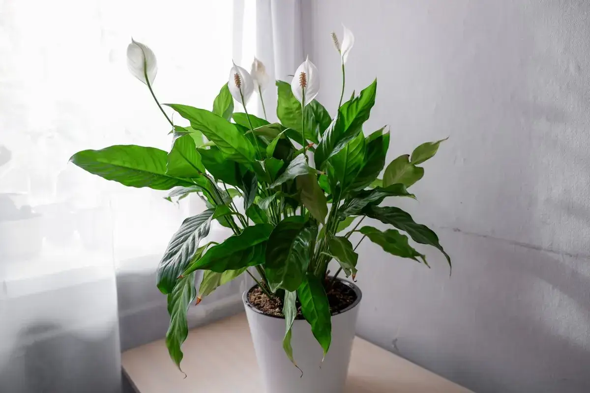 Skrzydłokwiat nie kwitnie? Podlewaj tak, a obsypie się kwiatami!