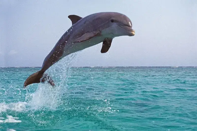 Czy delfiny są w Bałtyku? Rzadkie obserwacje i ich znaczenie