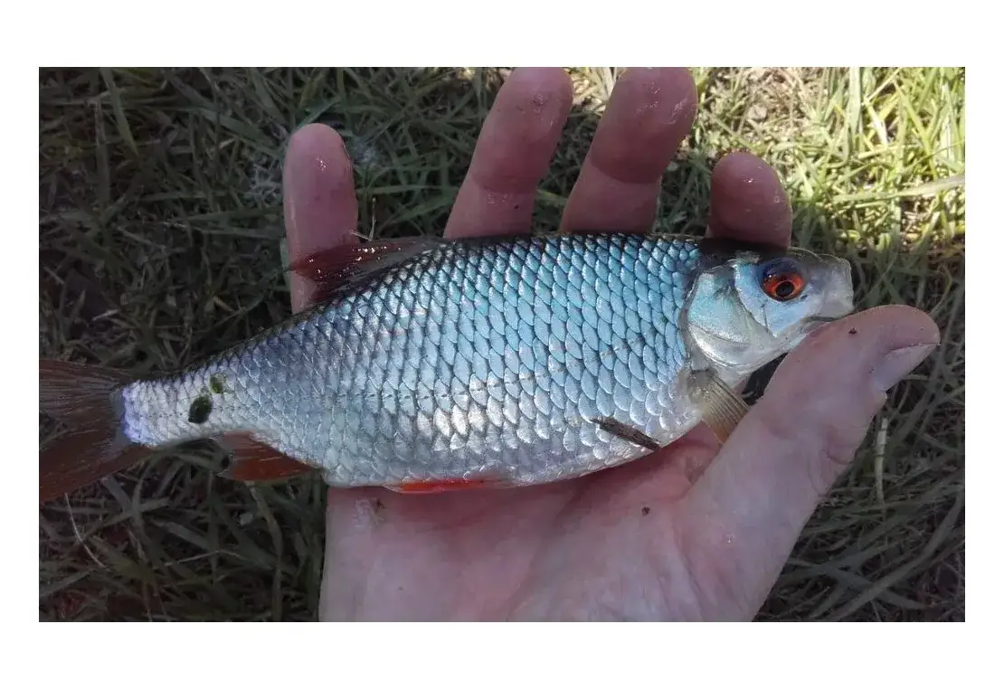 Na jakiej głębokości łowić płocie? Odkryj sekrety skutecznego wędkowania