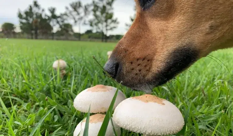 Czy pies może jeść grzyby? Dowiedz się, jak chronić swojego pupila przed zagrożeniem