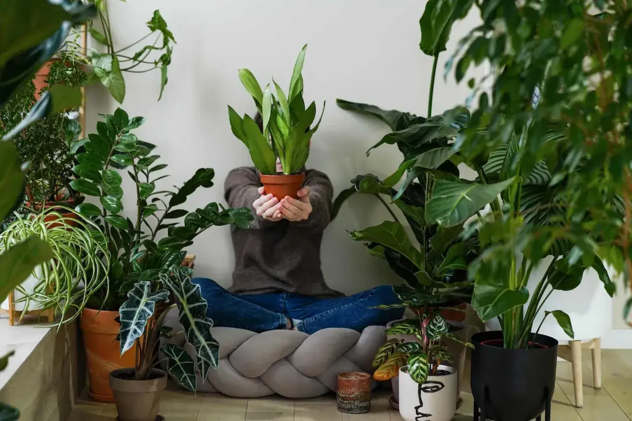 Osoba otoczona bujną zielenią roślin doniczkowych. To dowód, dlaczego warto hodować rośliny doniczkowe – tworzą domową oazę spokoju.