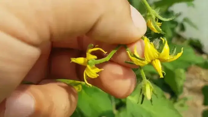 Jak kwitnie pomidor - kluczowe warunki i błędy, które unikniesz