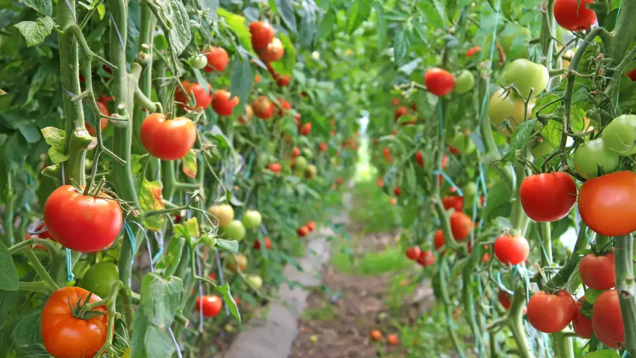 Kiedy sadzić pomidory w gruncie i pod osłonami? Sprawdź!