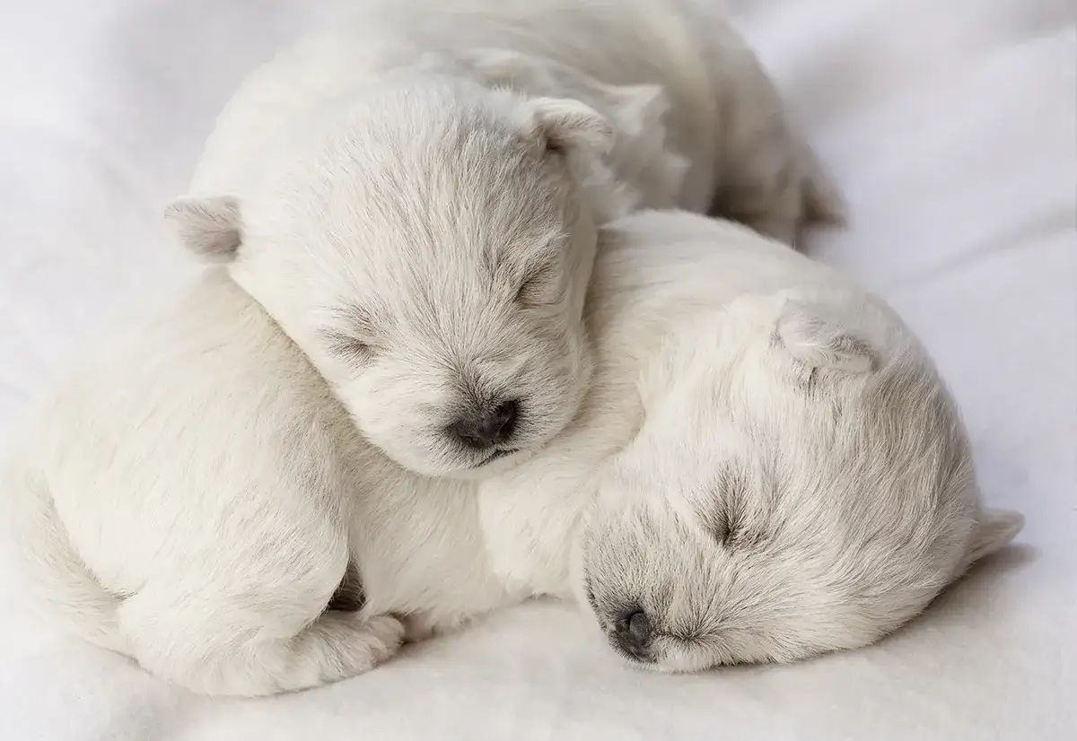 Harmonogram odrobaczania szczeniaka: Kiedy i dlaczego to ważne?