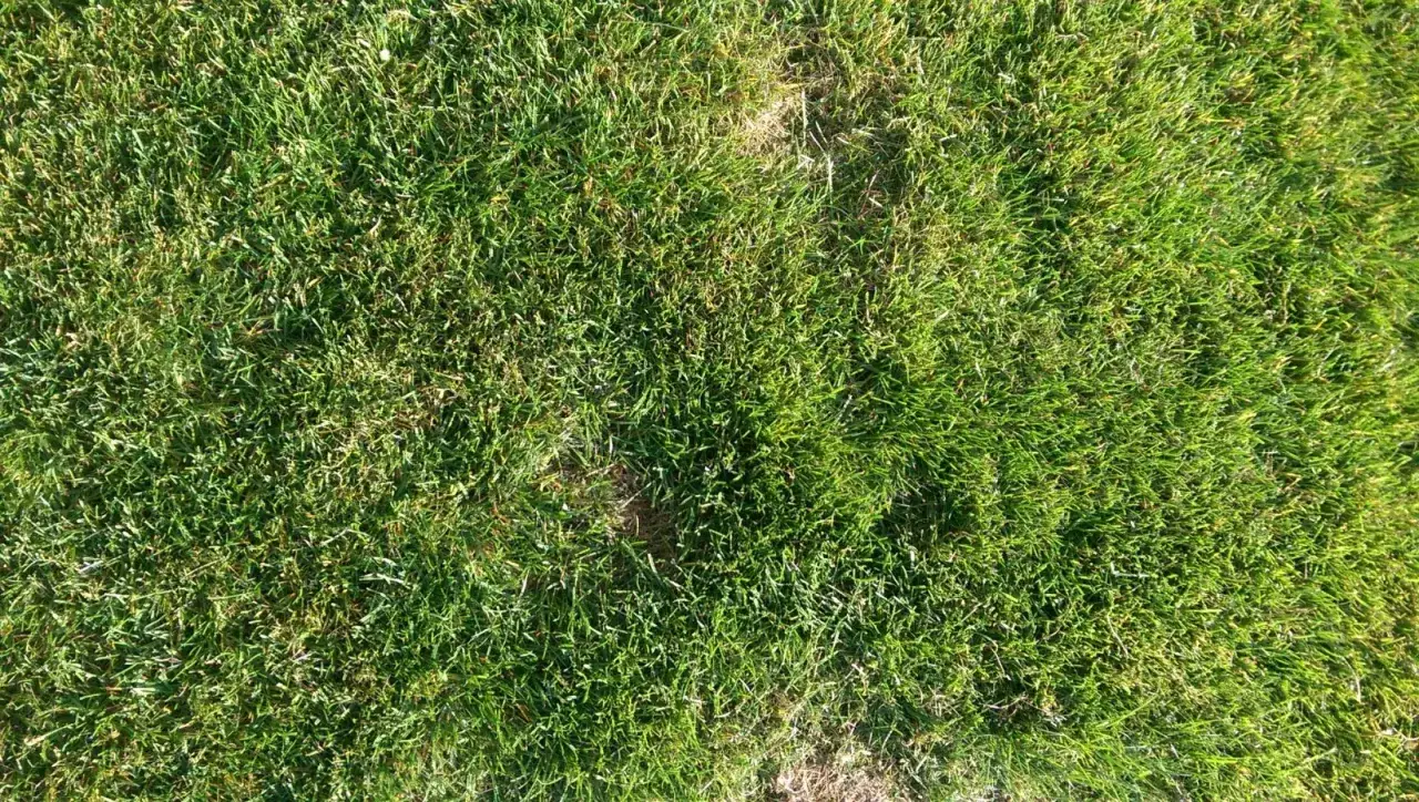 Kępy trawy? Ekspert radzi, jak odzyskać piękny trawnik!