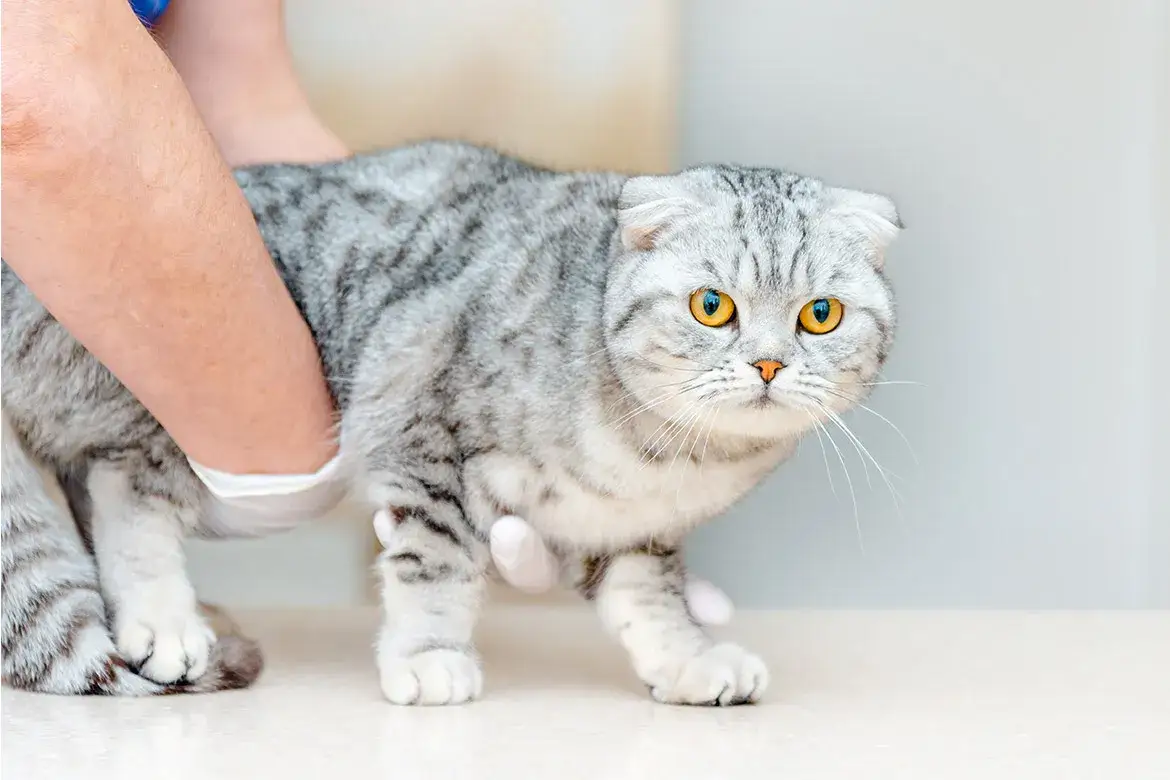 Jak długo trwa ciąża u kotki? Poznaj ważne informacje i fakty