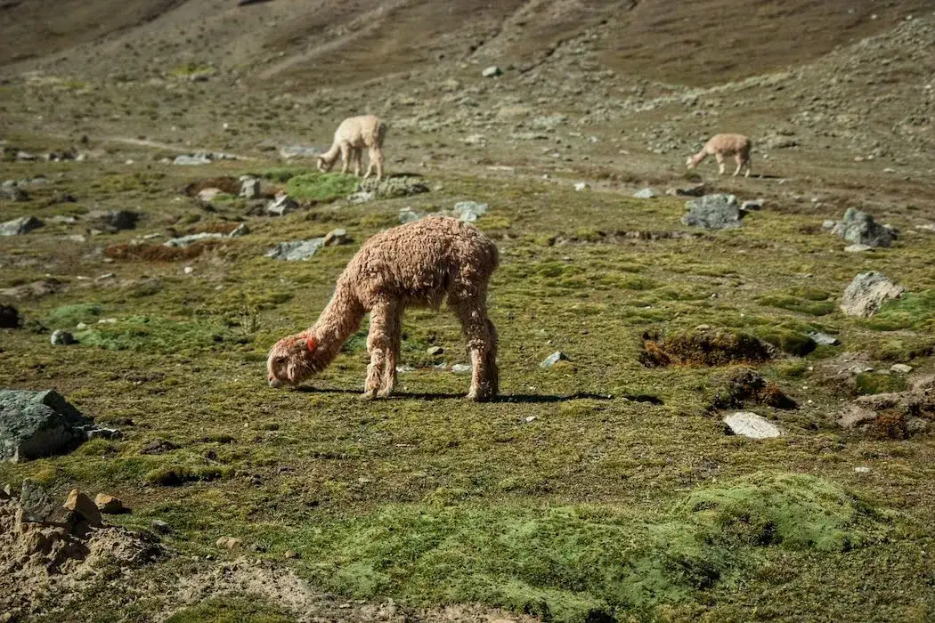 Czy wełna z alpaki uczula? Odkryj prawdę o jej hipoalergiczności