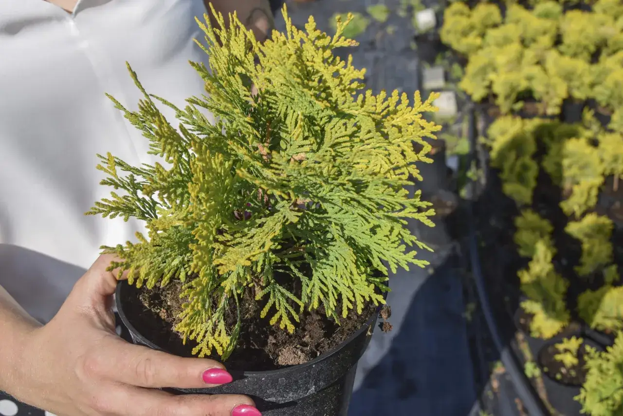 Cięcie tui: Kalendarz, błędy i sekrety gęstego żywopłotu
