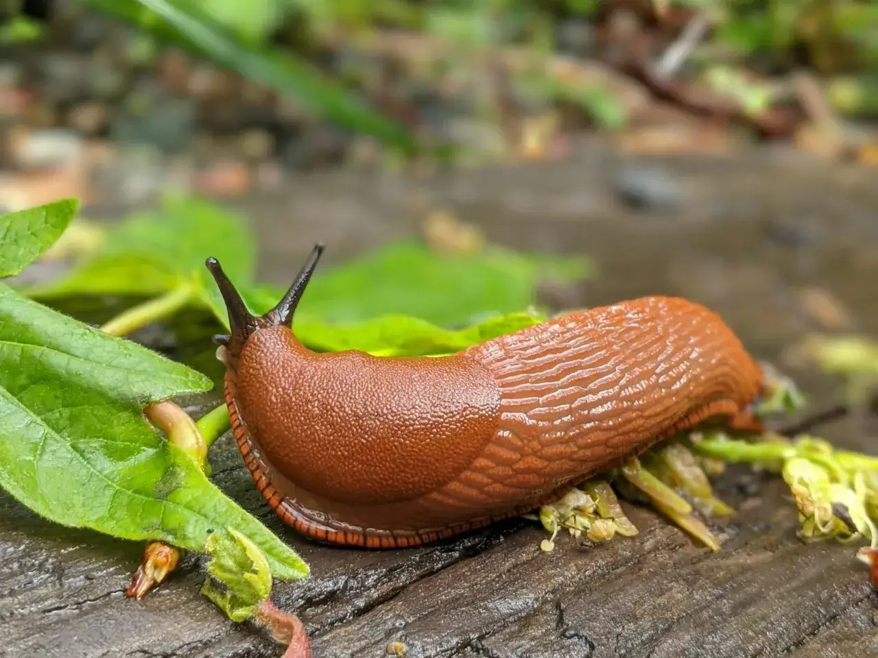 Ślimaki w ogrodzie? Pozbądź się ich bezpiecznie i skutecznie!