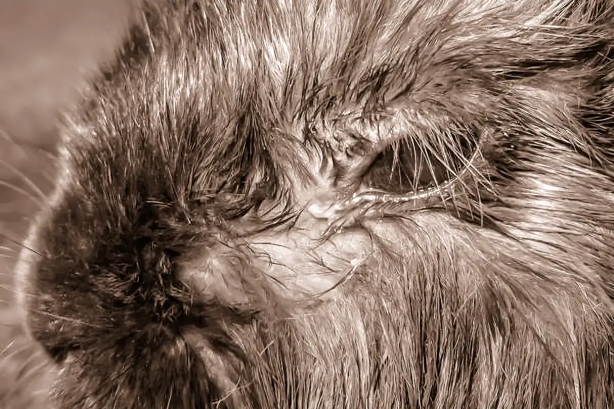 Zbliżenie na pyszczek królika z widocznym katarem, mokra sierść wokół nosa i oczu.