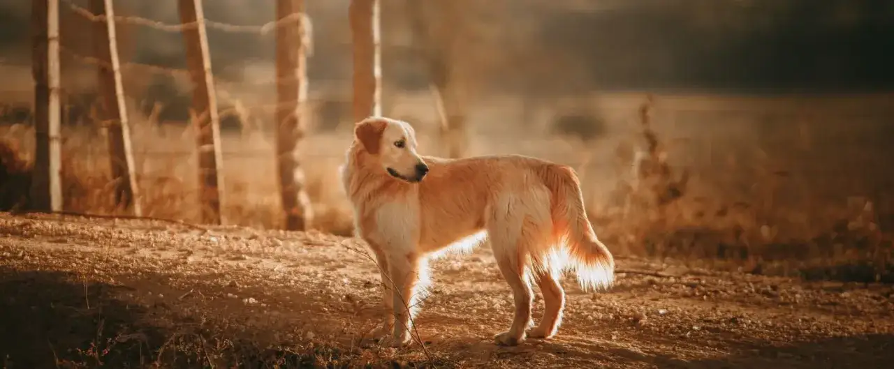 Ile żyje Golden Retriever? Kluczowe czynniki i porady ekspertów