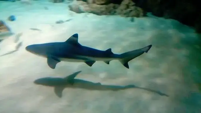 Oceanarium Toruń – Fascynujące zwierzęta i wyjątkowe atrakcje (NIECZYNNE)