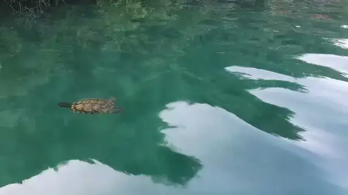 Kreta: Jezioro Kournas i żółwie kompletny poradnik