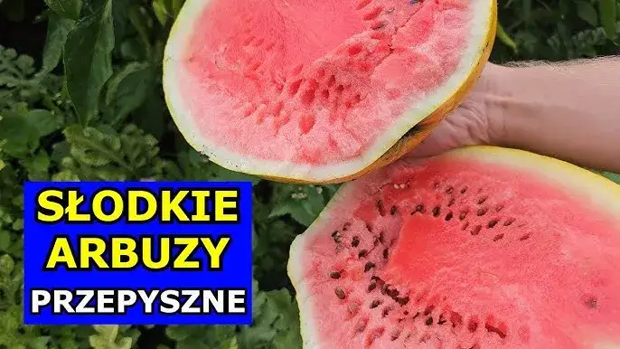 Jak sadzić arbuza w Polsce? Krok po kroku do słodkich owoców!