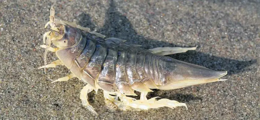 Jakie zwierzęta żyją w Bałtyku? Odkryj niezwykłą faunę morską