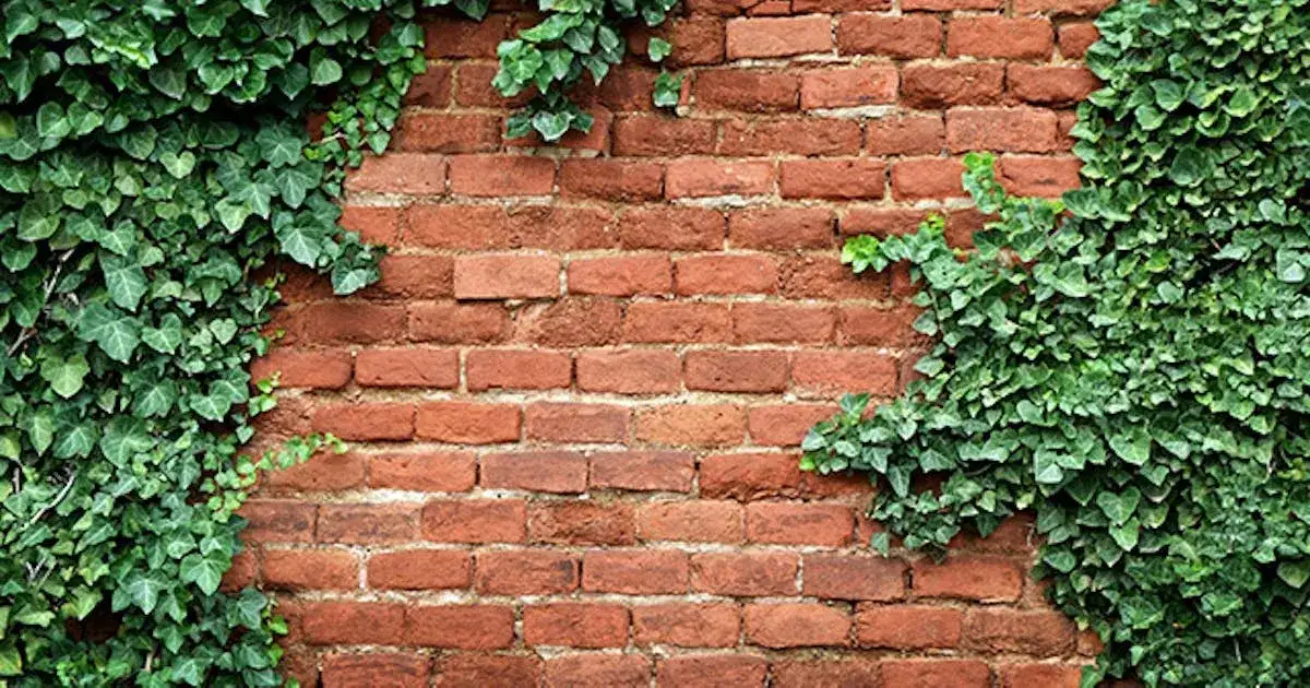 Jaki bluszcz na ogrodzenie? Wybierz idealne gatunki do swojego ogrodu
