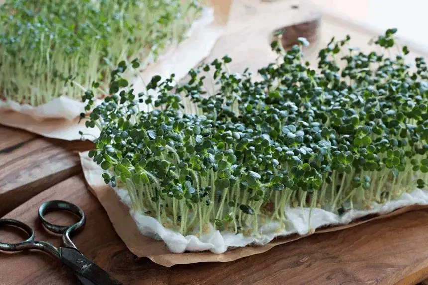 Czy koty mogą jeść rzeżuchę? Bezpieczeństwo i skutki dla zdrowia