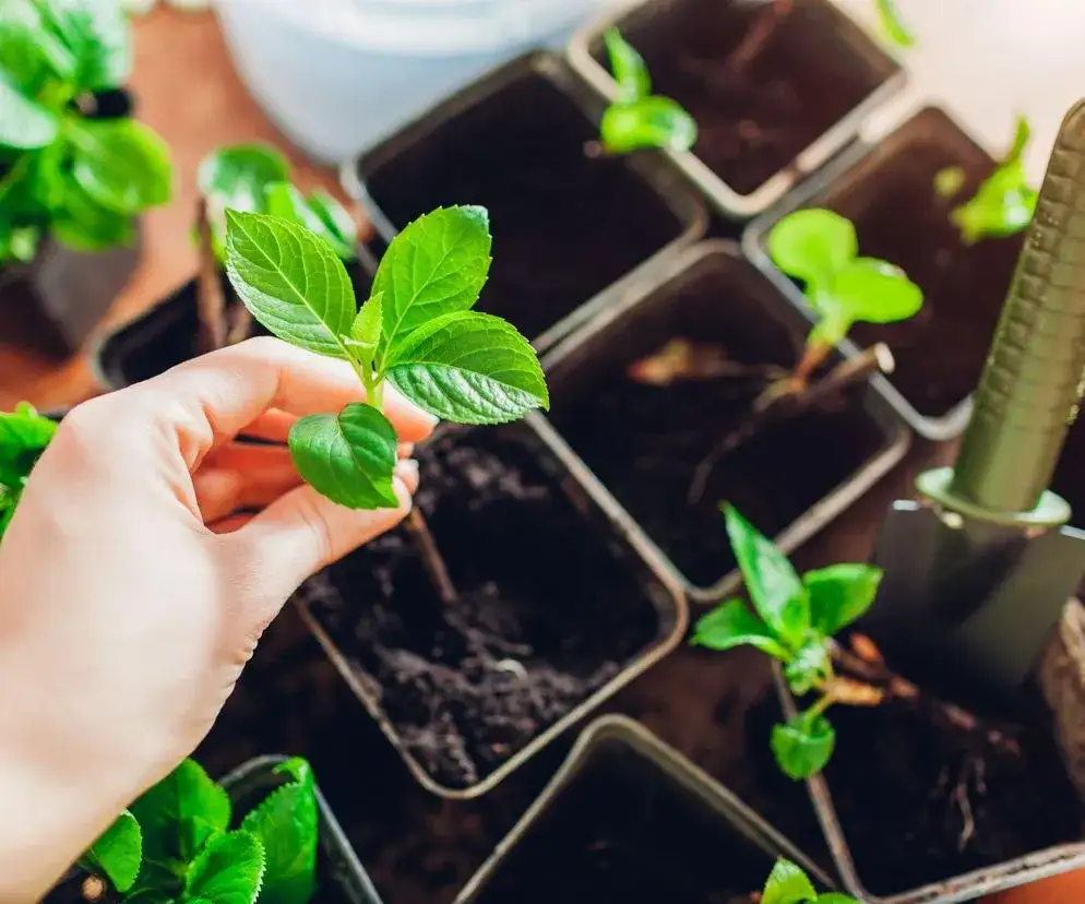 Jak rozmnażają się drzewa? Odkryj skuteczne metody i porady