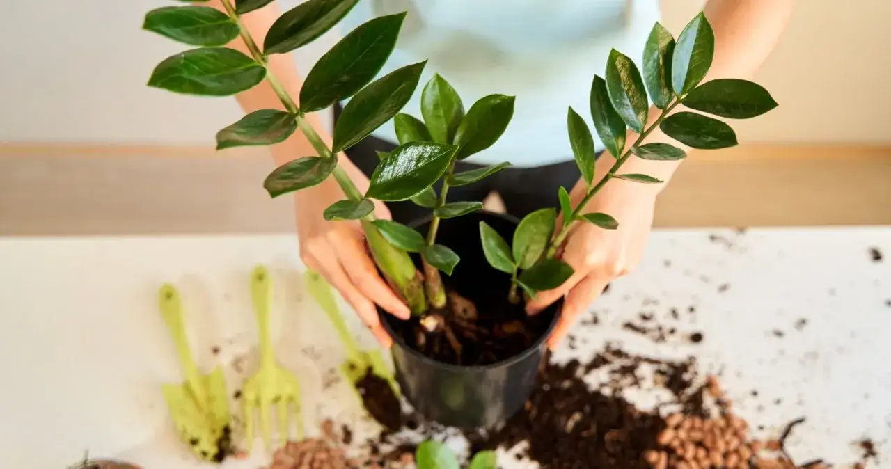 Zamiokulkas: Prosta pielęgnacja, by rósł bujnie i zdrowo