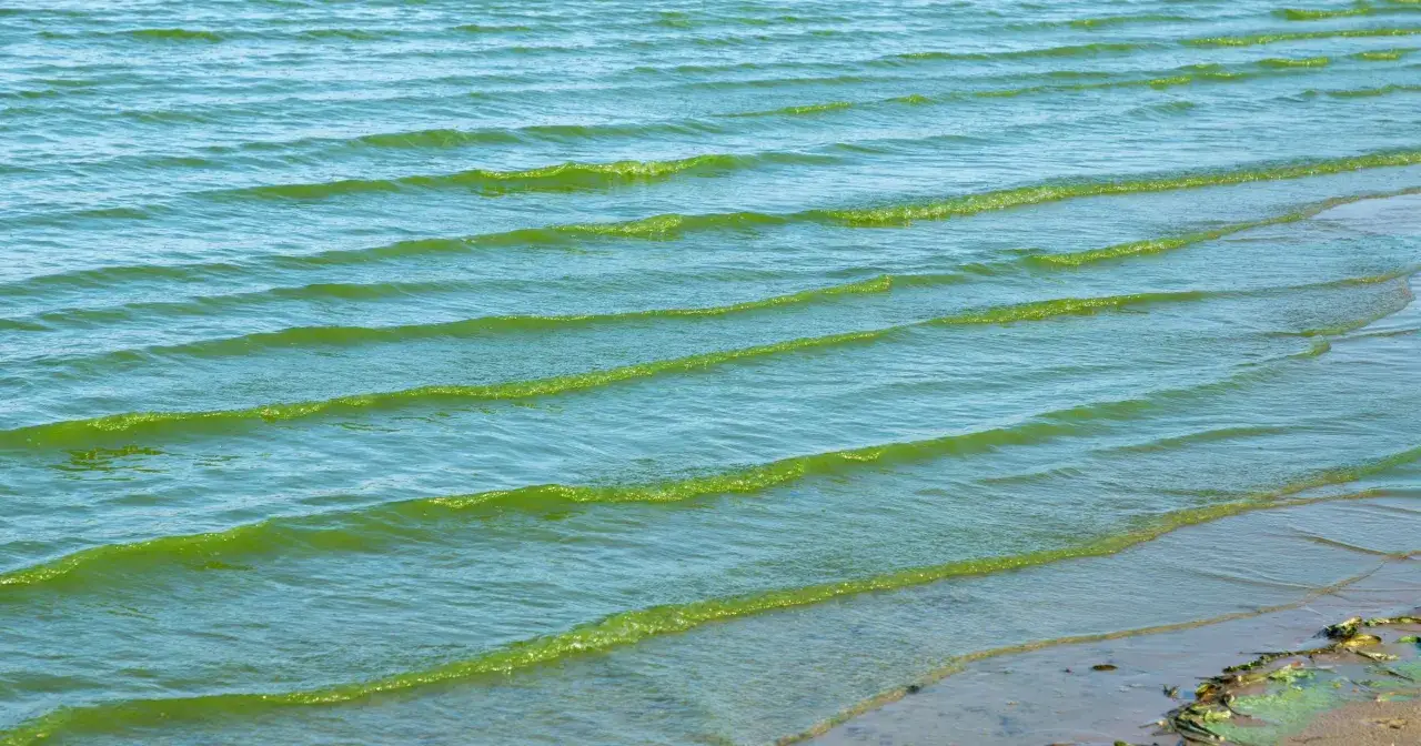 Kąpiel w Bałtyku: Bezpieczeństwo, sinice, prądy. Co musisz wiedzieć?