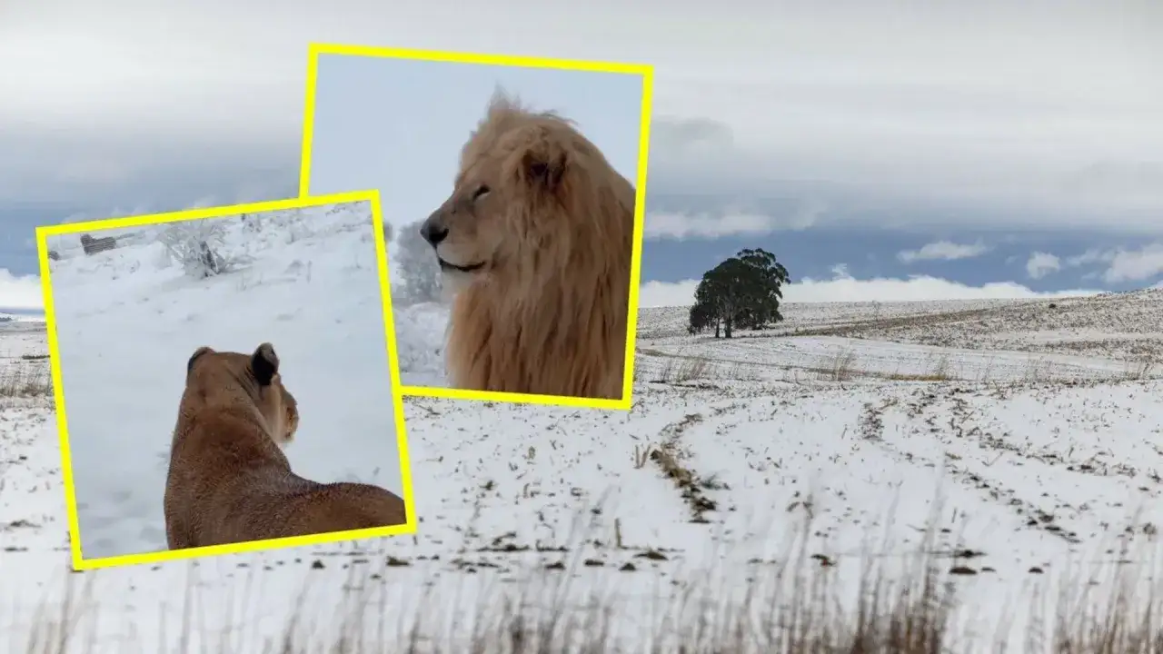 Czy w Afryce pada śnieg? Zaskakujące miejsca, gdzie to się zdarza