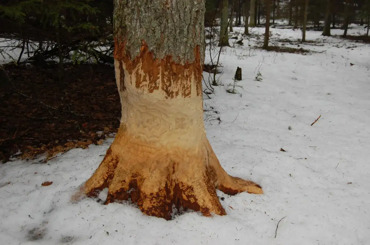 Jak zimują bobry? Odkryj ich niezwykłe strategie przetrwania zimą